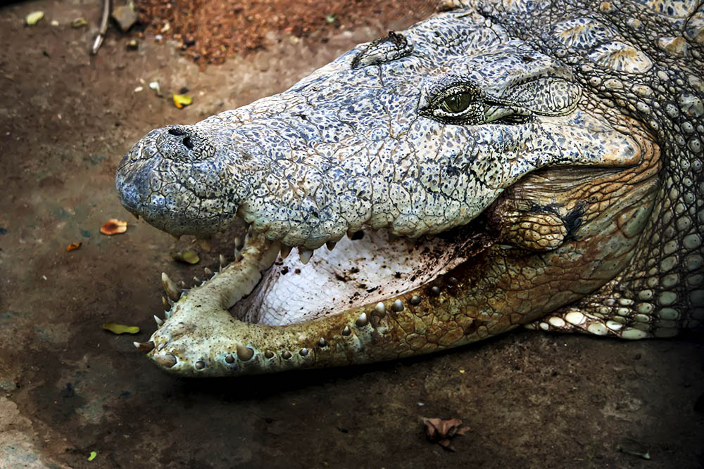 Descubre el fascinante mundo de los reptiles en su idioma original: ¡español!